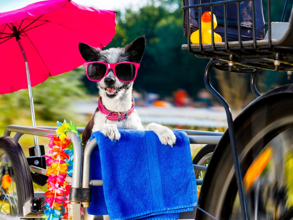 Active pet-friendly vacations: tips for traveling with your animals