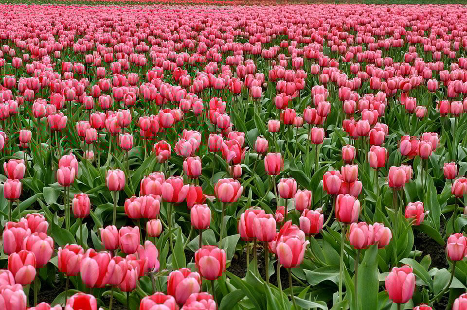 olanda-da-fotografare-5-posti-da-non-perdere-tulipani-giardini-di-keukenhof-05-2