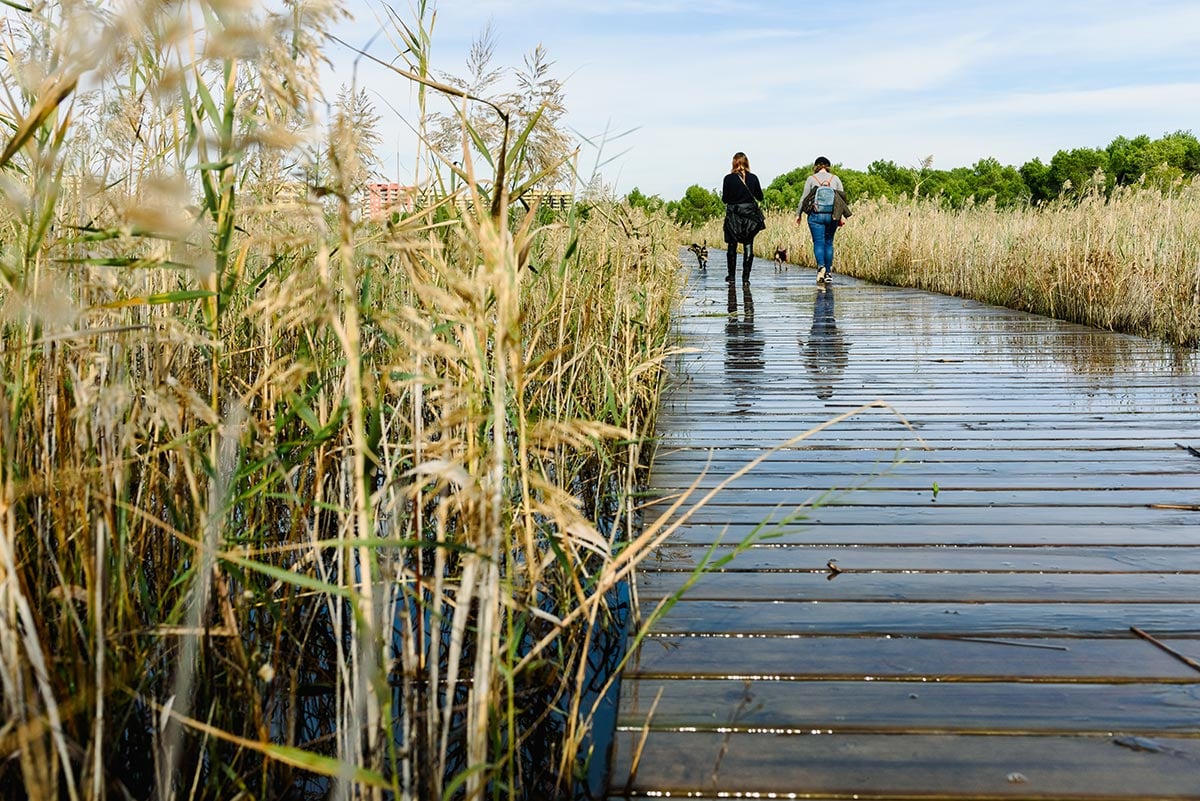 Traveling-with-the-dog-nature-2