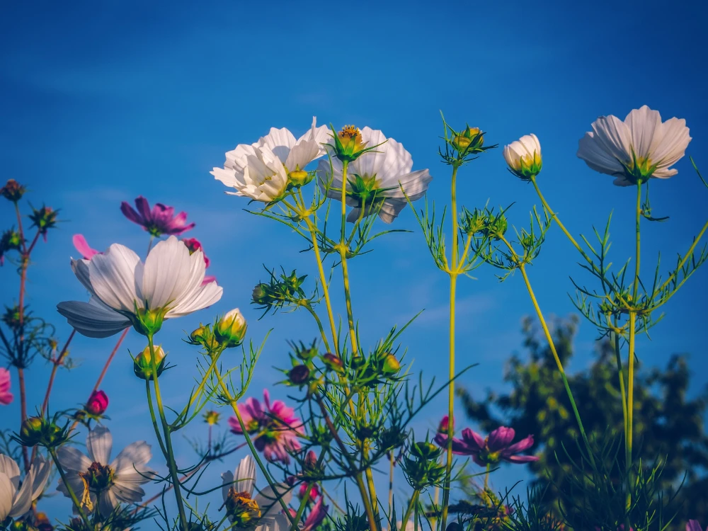 international-festival-of-gardens-loire-valley image