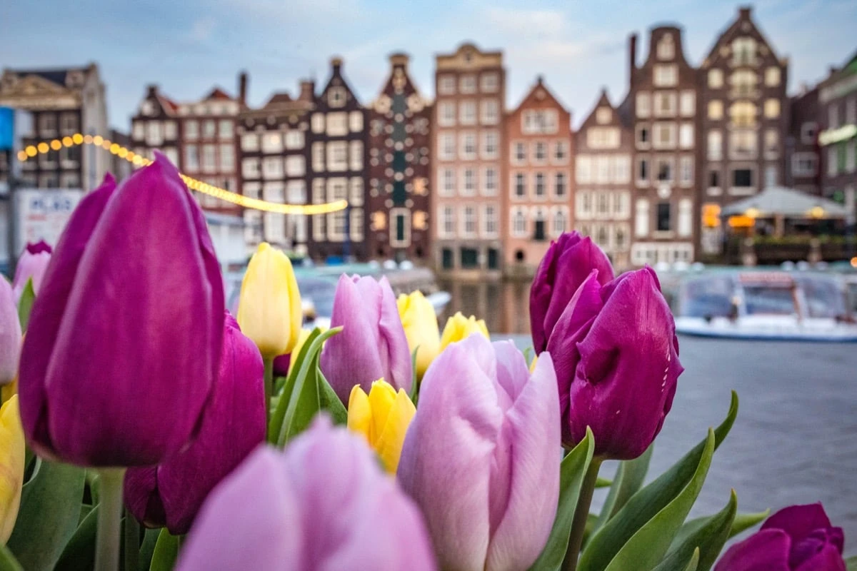 Everything you need to know about the blooming of tulips in the Netherlands