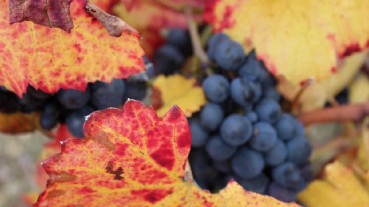 discovering-beaujolais-by-bike
