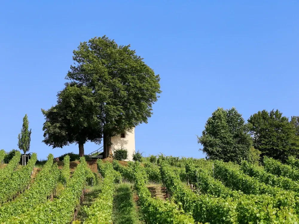 Basel – Strasbourg Cycling Tour basel-strasbourg-cycling-tour