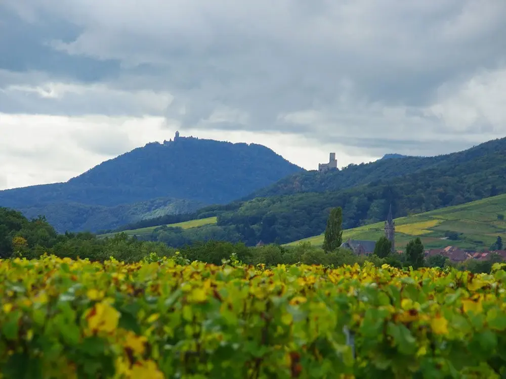 central-alsace-german-rhine-and-alsatian-wine