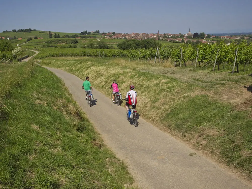 central-alsace-german-rhine-and-alsatian-wine