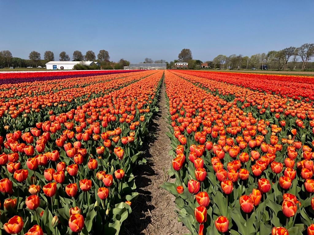 5-Day Tulip Tour Premium by Boat and Bike 5-day-tulip-tour-premium-boat-bike