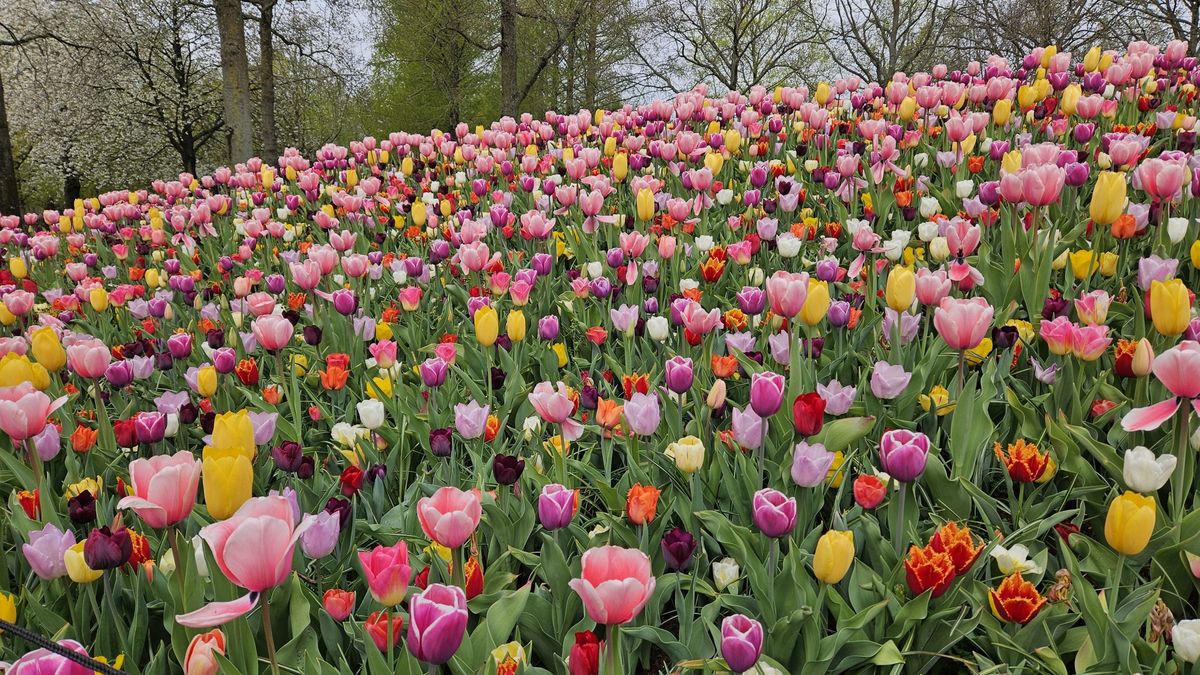 8-Day Tulip Tour Premium by Boat and Bike 8-day-tulip-tour-premium