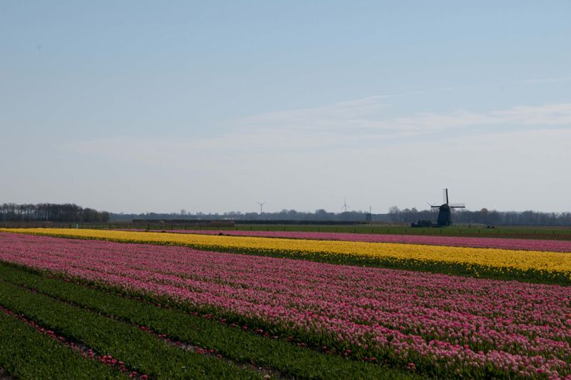 Holland Tulip Tour by Sail and Bike sail-bike-tulip-tour
