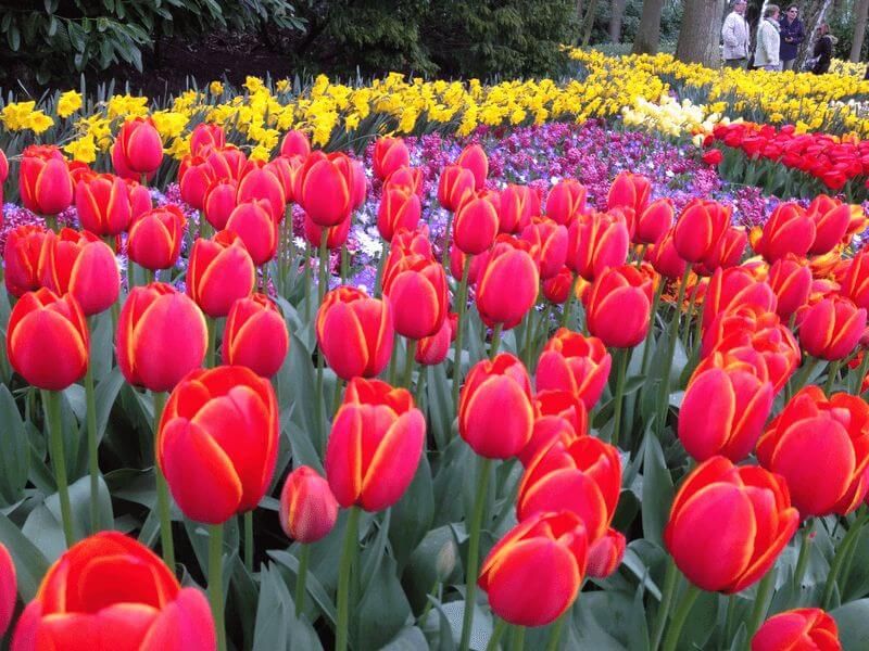 Holland Tulip Tour by Sail and Bike sail-bike-tulip-tour